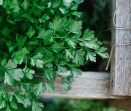 scenes : in green